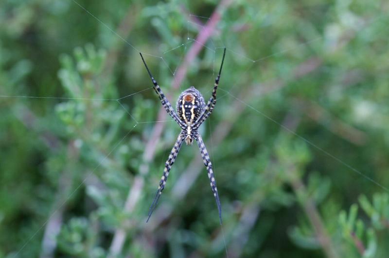 Argiope_trifasciata_D3245_Z_75_Valle Gran Rey_Spanje.jpg